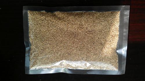 供應2013年次年采收藜麥種子