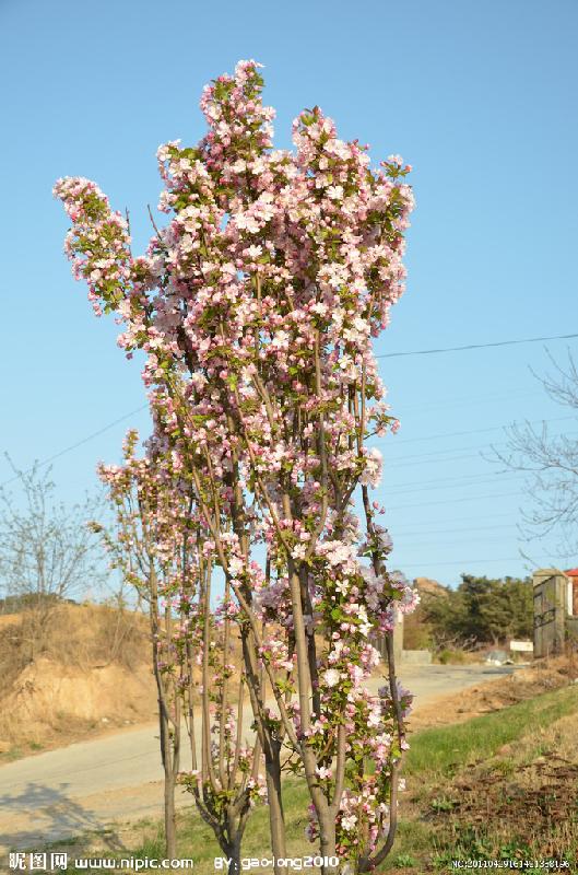 供应河北廊坊固安西府海棠北京基地厂家图片