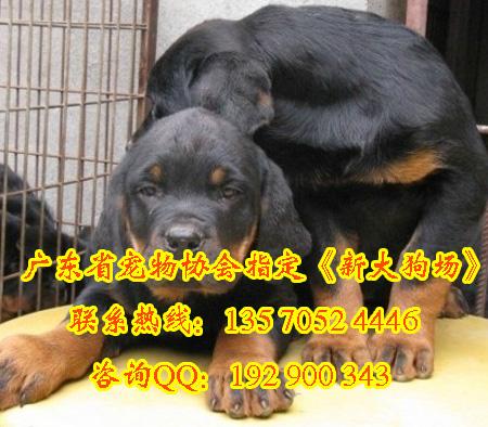 新供应新大犬业出售原生态顶级护卫犬赛级后代高加索高大威猛