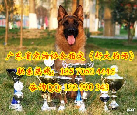 供应德国牧羊犬广州哪里有卖宠物狗德牧犬广州哪里有卖宠物狗德牧犬