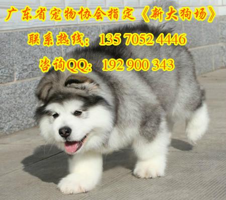 供应阿拉斯加犬好养吗 赛级阿拉斯加幼犬 黑十字架脸,大骨量大毛量健图片