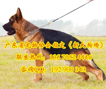 购犬图片