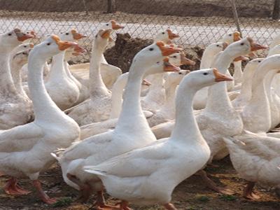 批量出售長白鵝鵝苗、脫溫鵝苗