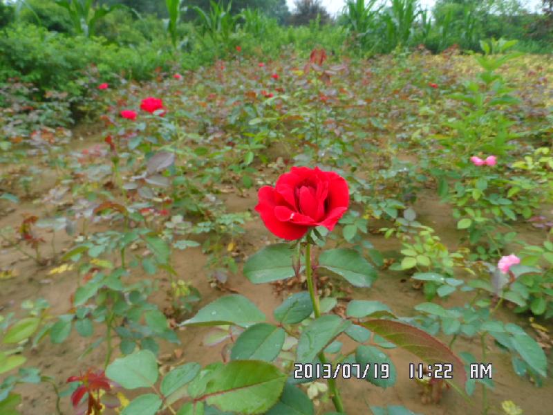 供应月季红帽月季丰花月季大花月季河北月季价格月季种植基地装盆月季图片