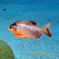 廣東湛江草魚水花價格，廣東湛江草魚水花養(yǎng)殖場，廣東湛江草魚水花繁殖基地