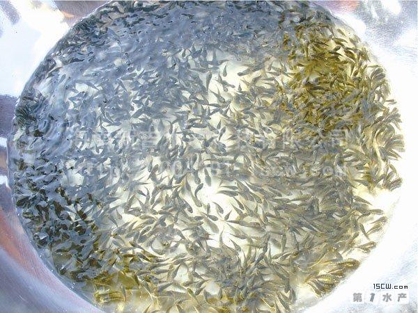 廣東湛江草魚水花價格，廣東湛江草魚水花養(yǎng)殖場，廣東湛江草魚水花繁殖基地