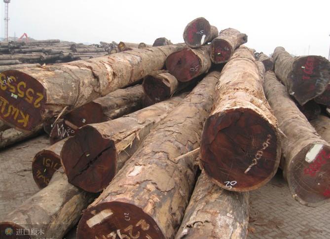 東莞樟子松材料圖片