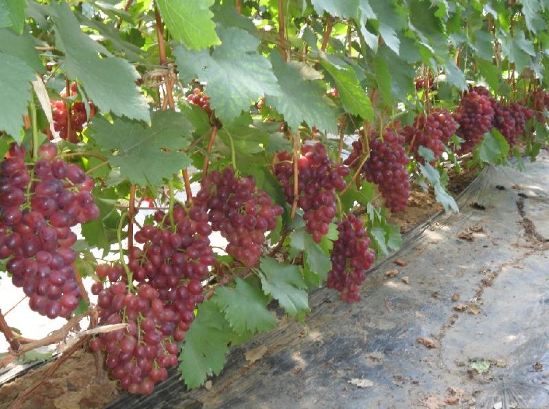 供應(yīng)紅巴拉蒂葡萄