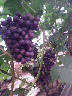 供應(yīng)夏黑無核