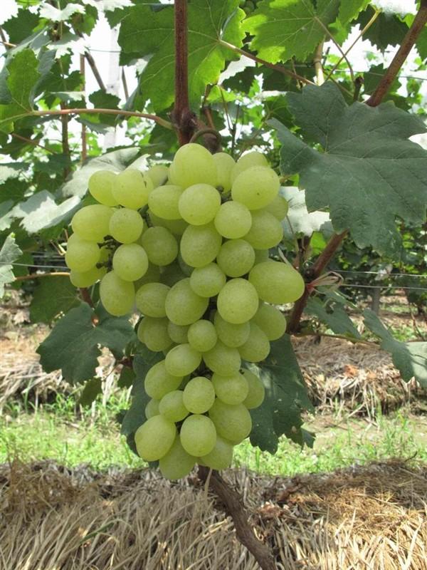 供應(yīng)   大棚葡萄新鮮上市