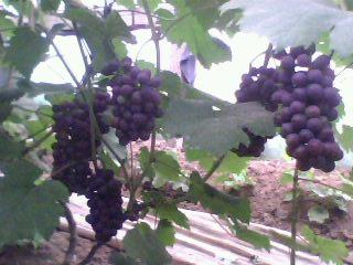 供應(yīng)夏黑無核