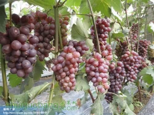 供應(yīng)特早玫瑰葡萄苗