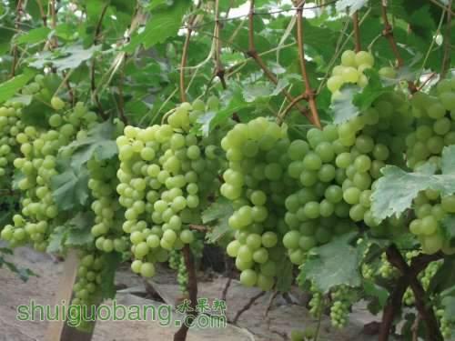 供應(yīng)   大棚葡萄新鮮上市