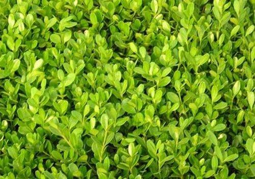 45cm小葉黃楊批發(fā)圖片