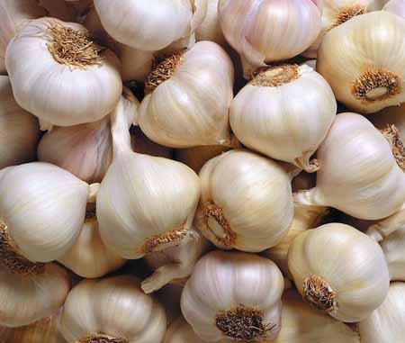 供應(yīng)蘇州物美鮮食品有限公司