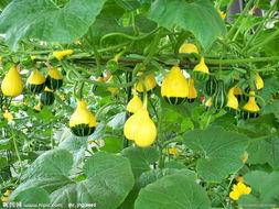 供應(yīng)昆山蔬菜配送，昆山有機農(nóng)產(chǎn)品配送，昆山食堂配送