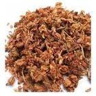 供應(yīng)云南毛冬青羅漢花銀杏葉西藏紅景天