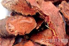 供應云南毛冬青西藏紅景天