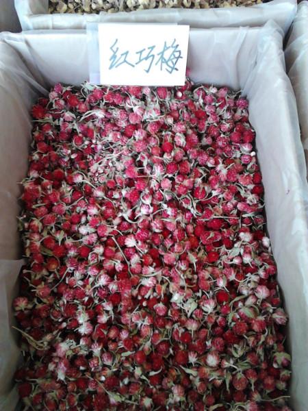 供應(yīng)昆侖雪菊黃山貢菊杭白菊胎菊