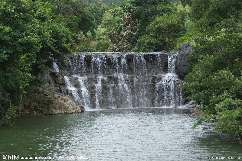 供应青山绿水毛冬青苦丁茶