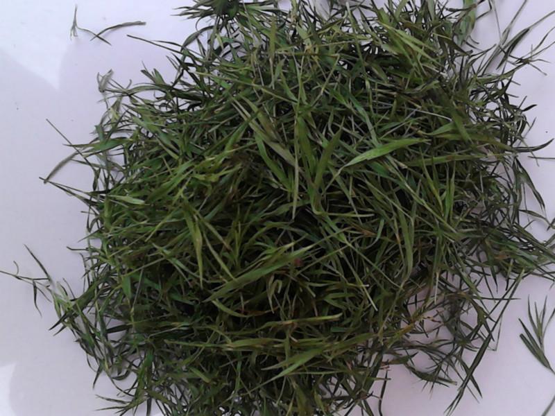 供應(yīng)毛冬青枸杞子竹葉青