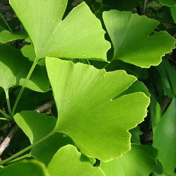 銀杏葉羅布麻荷葉竹葉青圖片