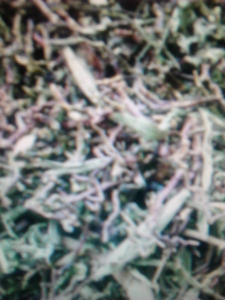 供應(yīng)云南毛冬青山蜜草羅漢花羅漢果黃芪