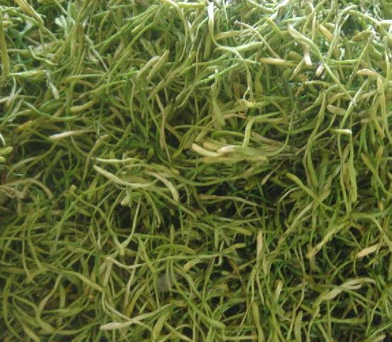 供應(yīng)銀杏葉羅布麻荷葉竹葉青