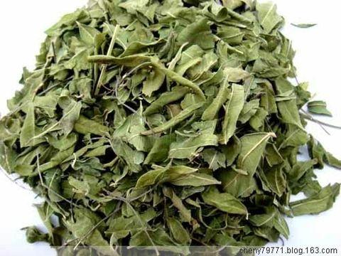 供應(yīng)銀杏葉羅布麻荷葉竹葉青