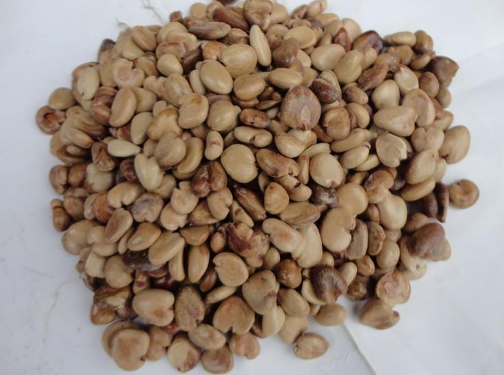 供應(yīng)布福娜種子批發(fā)