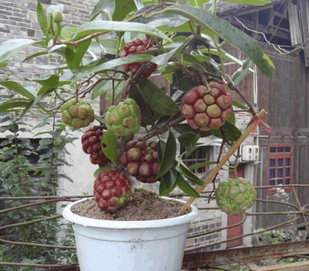 供應(yīng)珍貴奇特盆景布福娜育苗基地