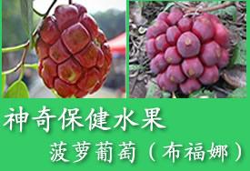 供應(yīng)溆浦布福娜種苗種植基地,溆浦布福娜種苗供應(yīng)商,溆浦布福娜種苗價(jià)錢