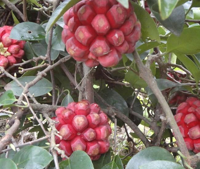 供應貴州菠蘿葡萄果苗育苗基地，菠蘿葡萄種植技術，菠蘿葡萄果苗批發(fā)