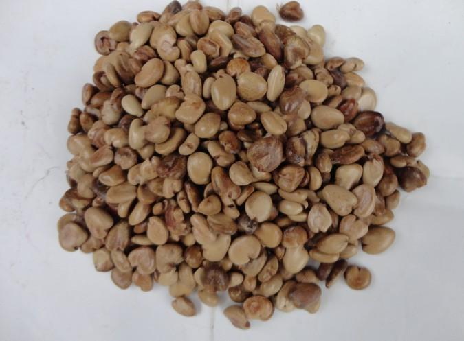 供應(yīng)布福娜種子批發(fā)