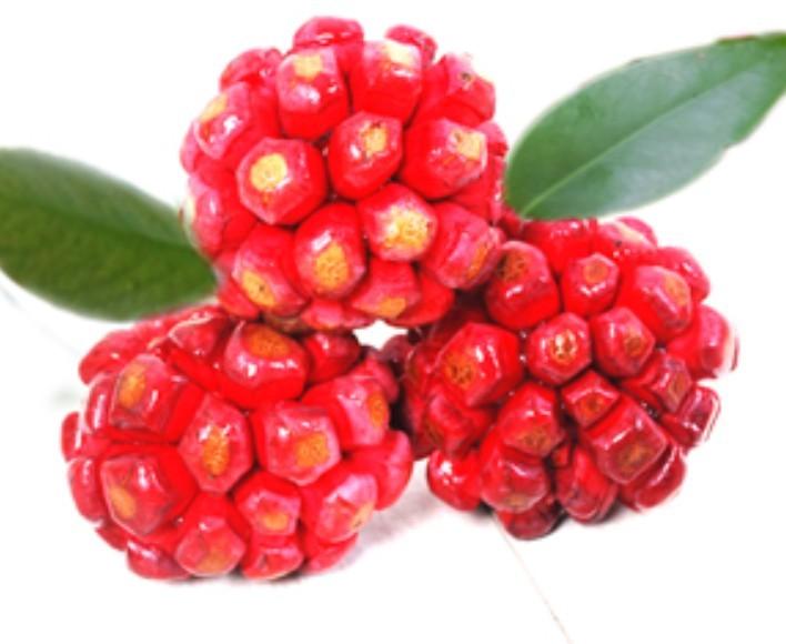 布福娜種苗批發(fā)圖片