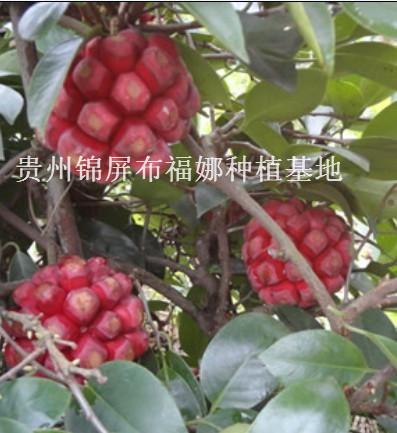 供應(yīng)貴州布福娜，貴州布福娜種苗，貴州布福娜基地