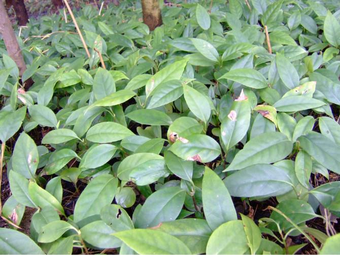 供應(yīng)珍貴奇特盆景布福娜育苗基地