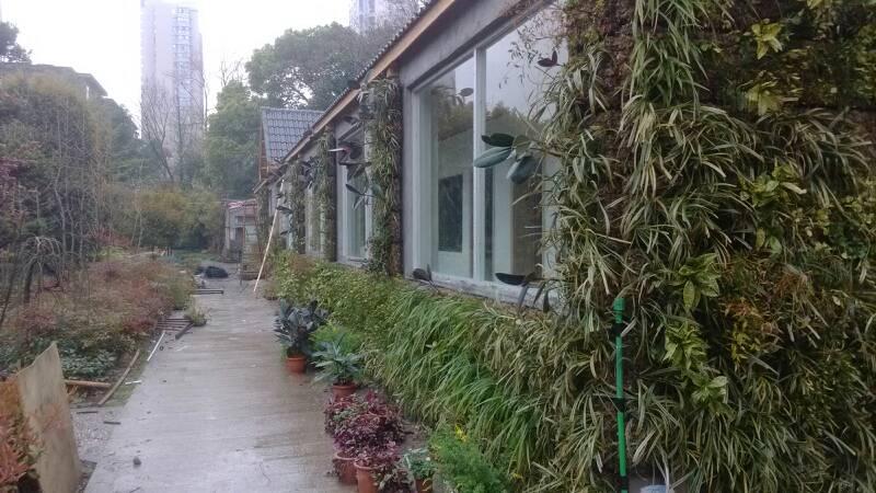 供應(yīng)杭州首面戶外植物墻