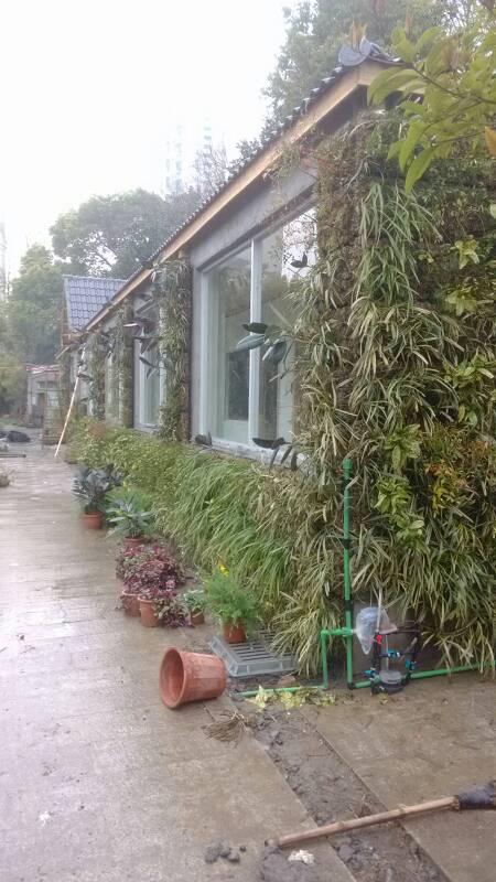 供應(yīng)杭州首面戶外植物墻