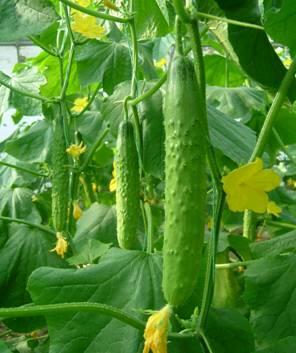 綠興旱黃瓜種子品種綠金條三號(hào)圖片