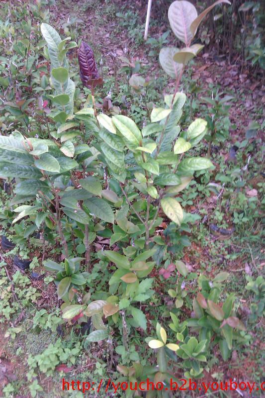 供应金花茶花，金花茶苗，金花茶种植，金花茶-15363196229