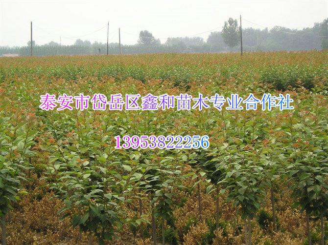 櫻花綠化苗木櫻花櫻花樹苗1-1.2-1.5公分櫻花小苗櫻花苗