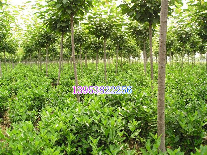 櫻花綠化苗木櫻花櫻花樹苗1-1.2-1.5公分櫻花小苗櫻花苗