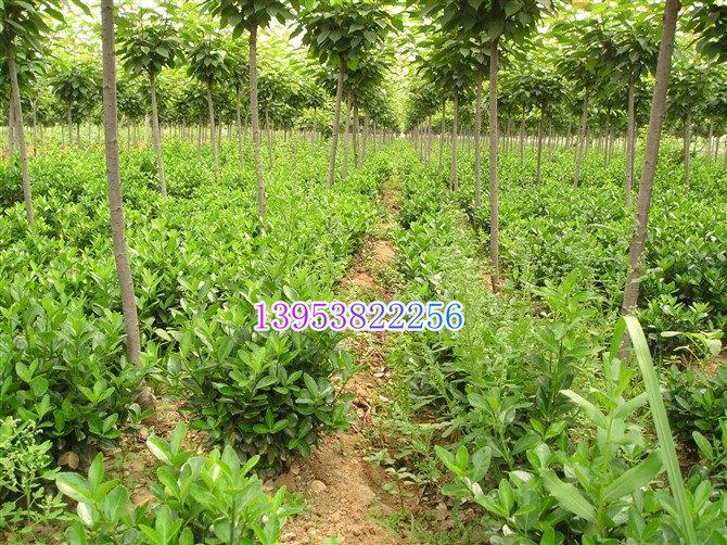 櫻花綠化苗木櫻花櫻花樹苗1-1.2-1.5公分櫻花小苗櫻花苗