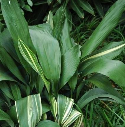 供應(yīng)一葉蘭批發(fā)/一葉蘭價(jià)格/一葉蘭供應(yīng)/一葉蘭哪里最多