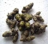 藤三七種苗批發(fā)圖片