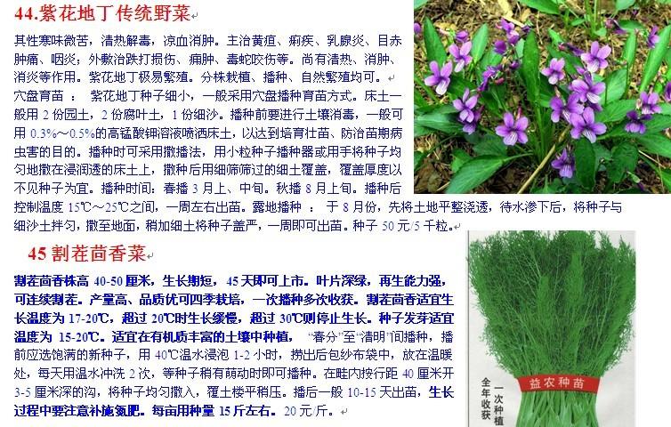 供應(yīng)江蘇省紫花地丁割茬茴香種子