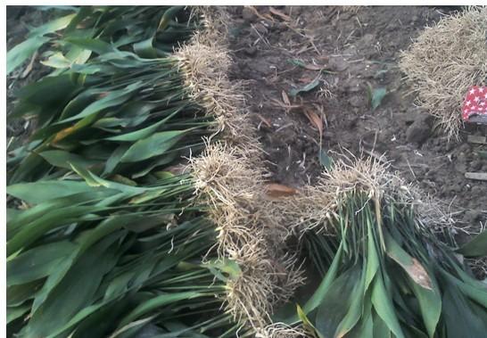 供應(yīng)一葉蘭種苗批發(fā)/花卉/室內(nèi)觀葉植物/凈化空氣植物/花卉批發(fā)