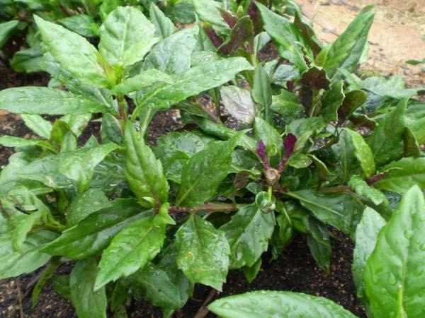 紫背天葵種苗批發(fā)圖片