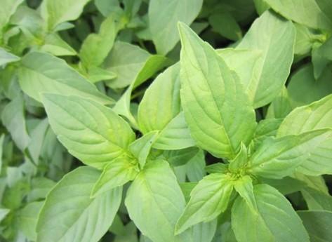 供應(yīng)大葉荊芥種子